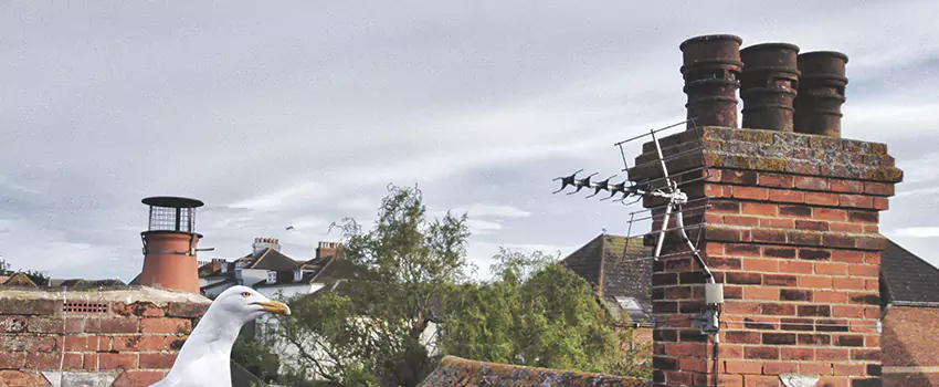 Chimney Cleaning And Restoration in South Houston, Texas
